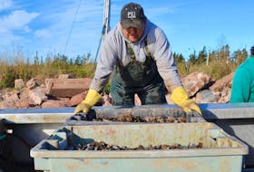 Kenneth Arsenault examines the boxes of oyster seed delivered to Arsenault’s Wharf in Cascumpec in this SaltWire file photo. 