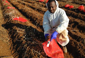 Bourlaye Fofana, PhD, a molecular biologist and research scientist with Agriculture and Agri-Food Canada's Harrington Research Farm, is investigating the genetic causes of potato scab disease.