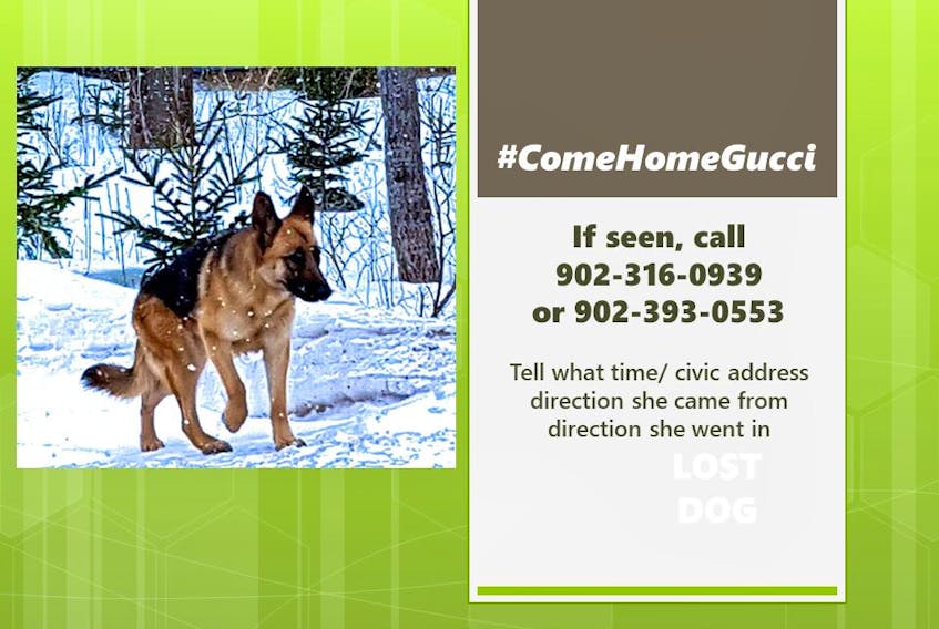 A Facebook page called Come Home Gucci has been set up to try and find a two-year-old German shepherd that got away from its owner a month ago. The page has more than 600 members and more than 100 Islanders have helped with the search at one point or another. 
