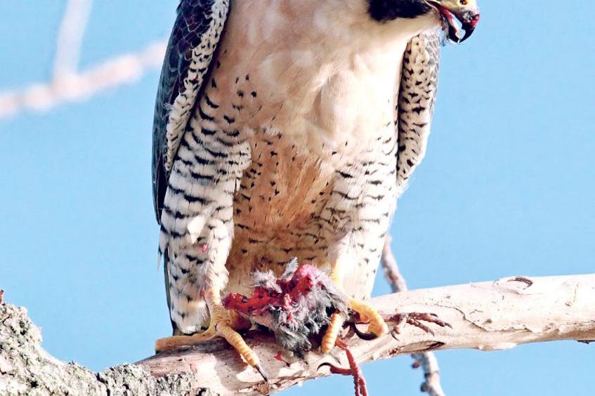 This peregrine falcon has a favourite perch — in one of the largest trees on the north side of Quidi Vidi Lake — that it uses as a dining post to eat starling. — Photos by Bruce Mactavish/Special to The Telegram<br /><br />