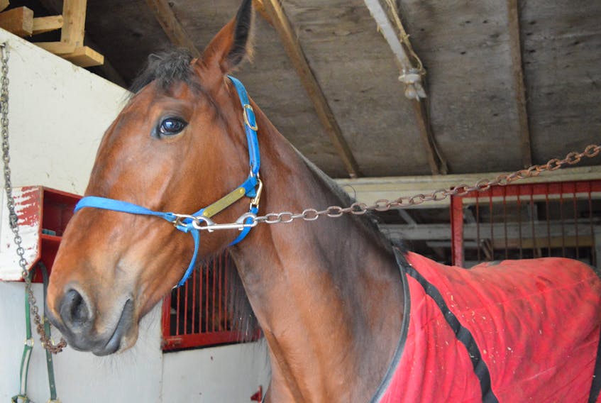 Meet "Stay The Blazes Home," a locally-owned two-year-old filly who was renamed after Premier Stephen McNeil's now viral expression imploring Nova Scotia residents to flatten the curve of the coronavirus by avoiding other people. DAVID JALA/CAPE BRETON POST