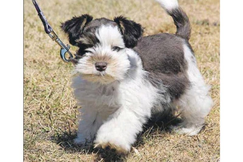 Miniature schnauzer tail docking 2024 age