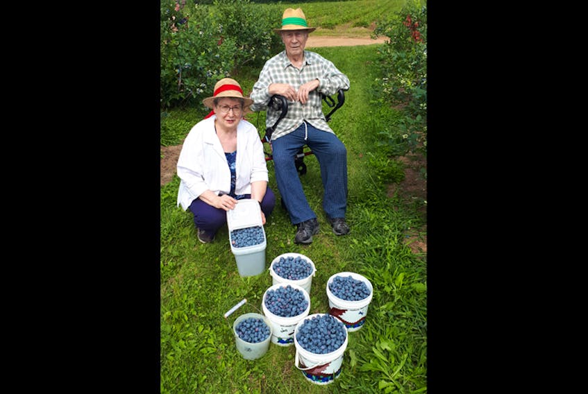 Gerald and Marjorie Zwicker had the perfect day at Reimer Gardens last Saturday. Gerald has always loved picking berries of any kind. Now having to depend on a walker for his mobility, this is the only place that he can go that he can get out of the car. 
In addition, Majorie has her own reasons for her love of blueberries. Having cancer 12 years ago, she was told by the Cancer Clinic in Halifax to eat a lot of blueberries.  Ever since, the pair have been doing just that.
Together, they picked until their heart’s content and gathered more than 43 pounds of blueberries that day.