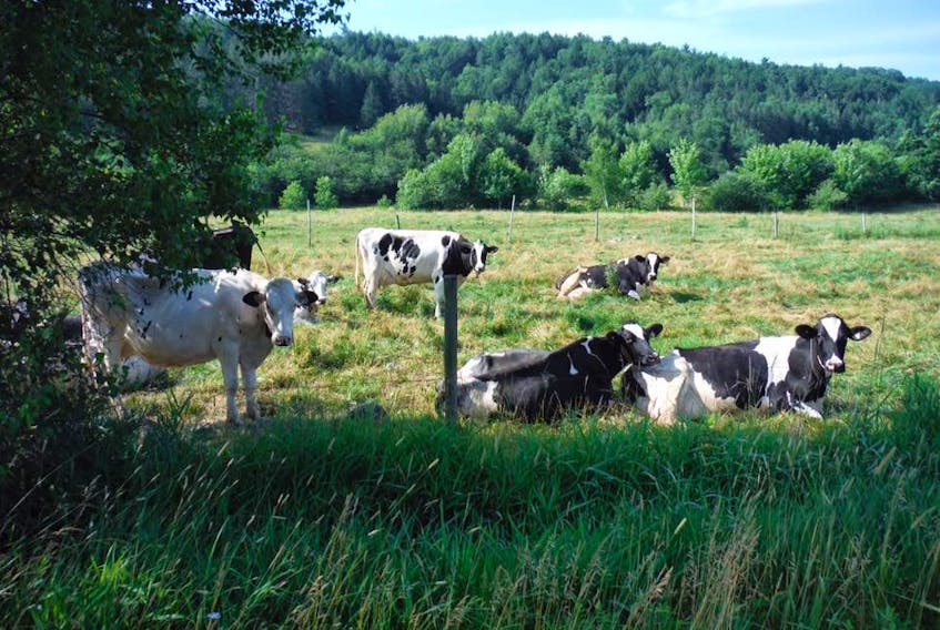 These ladies seemed ready for their close-up.  Philip Capstick came across these Holstein cows resting - or maybe forecasting  - along the Gaspereau River in Nova Scotia.