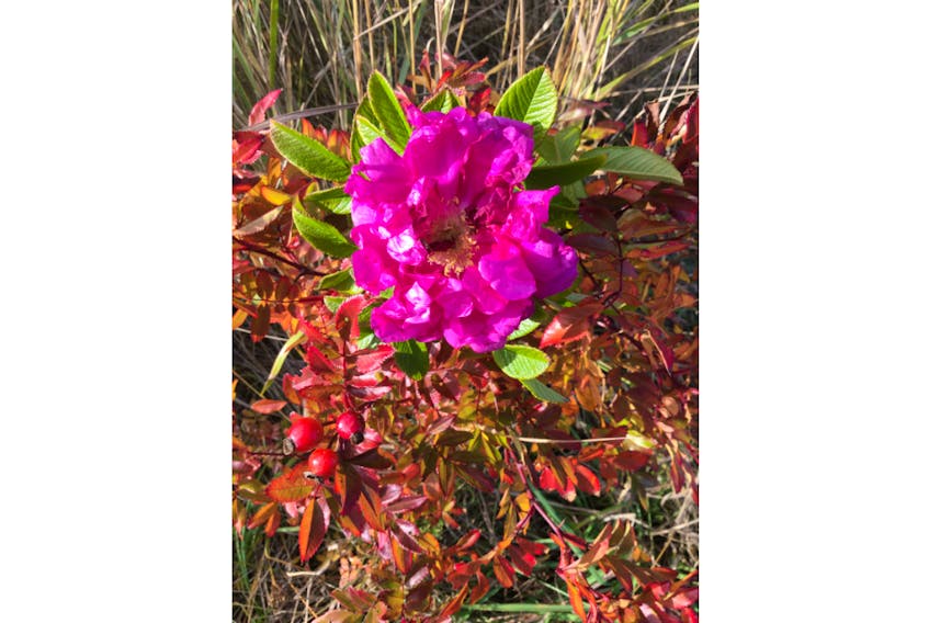 Ruth Boudreau came across this late blooming rose near Florence Beach, N.S.