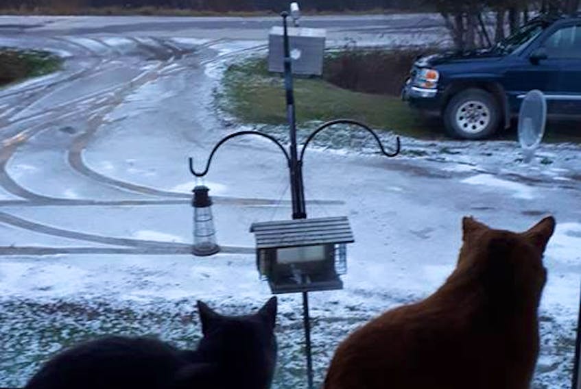 If I didn't know any better, I'd say it looks like these 2 cats are preparing their winter snowfall forecast in Mt Middleton NB.  We'll have to ask Jo-Ann Armstrong-Morris what the verdict is...