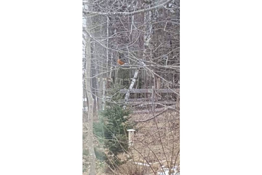 Regardless of what the experts say, a robin sighting in the winter is always exciting.  Donna Schnare was happy to see this plump little fella in her yard near Aylesford, N.S., earlier this month.