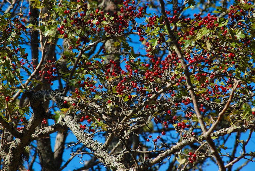 Quite a buffet for the birds!  Alison and David Grantham came across this tree loaded with berries earlier this month in the west end of Halifax.