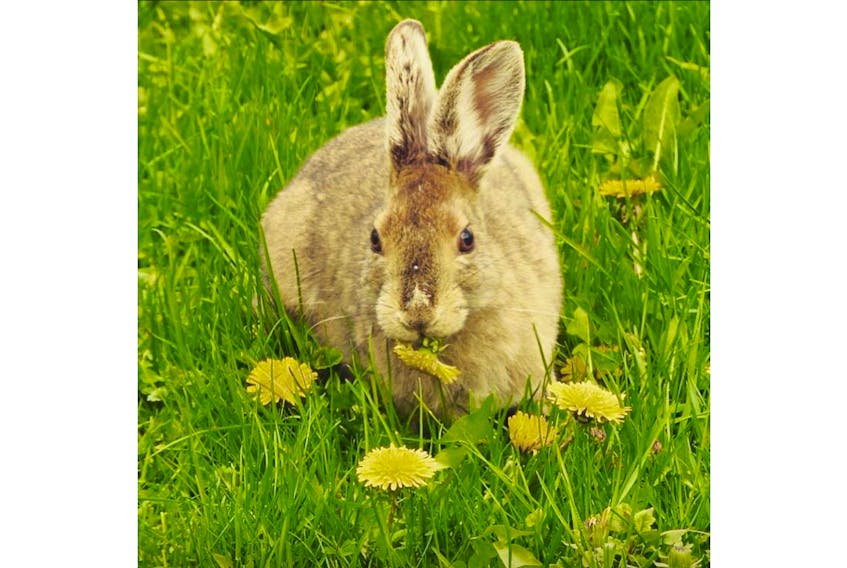It doesn't get much cuter this!  Kim Hill Chornaby snapped this photo May 10 in Geary, N.B.  It could be an Easter card!