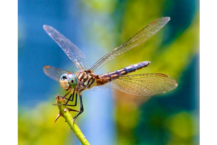 Dragonflies, like many insects, are known to be strongly affected by changes in the weather.