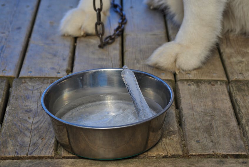 Smokey , a 105-pound Siberian husky loves winter, but was curious about the upside down icicle he found in his water bowl in Sherbrooke, N.S. His owner Darrell Beaver set out to get answers.