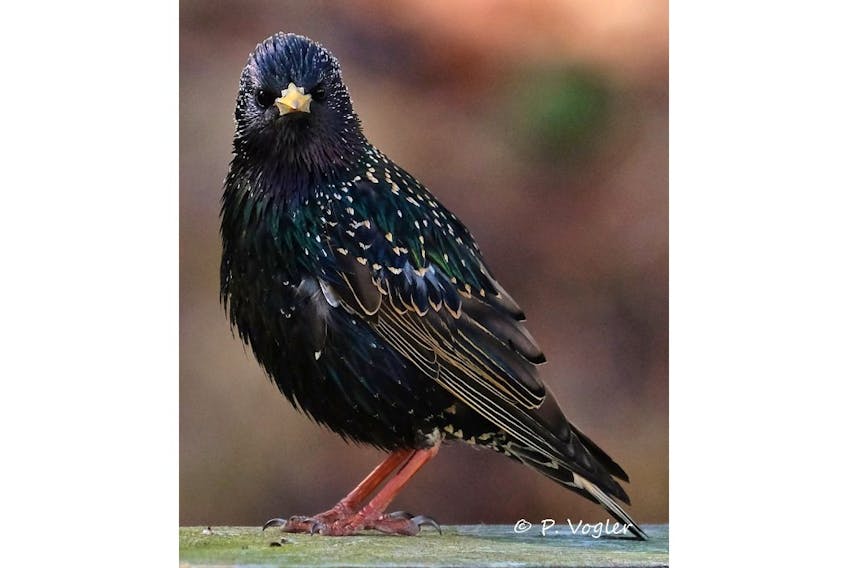 What a shot!  Phil Vogler snapped this one in his backyard in Berwick, N.S.  He correctly points out that the European starling is not commonly appreciated, but is quite beautiful.
