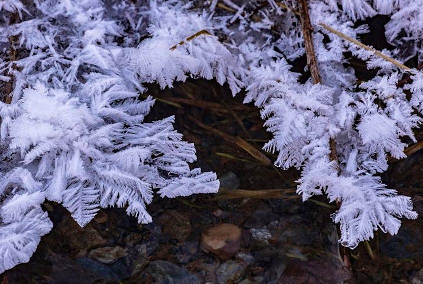 Barry Burgess came across beautiful hoar frost on the vegetation while cross-country skiing near Earltown, N.S. Barry says "you know it's cold when you see hoar frost in the ditches."
