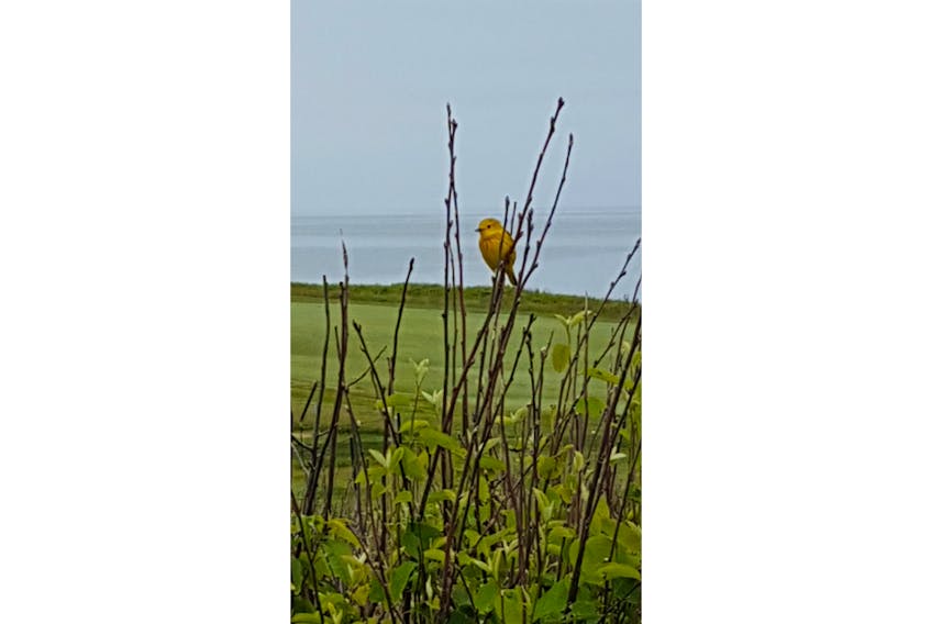 Darlene MacEachern spotted this lone warbler at Cabot Links in Inverness County, N.S.  This little insectivore doesn't seem to worried about errant golf balls.