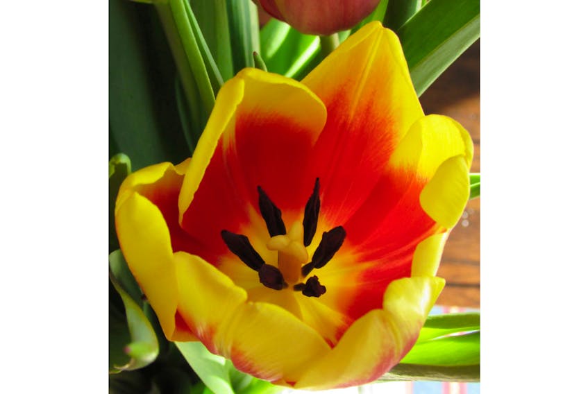 Ah local tulips! Too early? Not really.  This beauty was grown in a greenhouse at  Vanco Farms on Prince Edward Island.  Michele Lawlor agrees that it might be a while before their field grown tulips are ready to be picked.