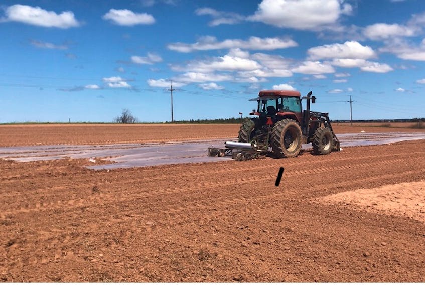A cool spring put field work a few weeks behind, but it’s in full swing now! Strips of biodegradable material are applied to the land on the Compton's farm just outside Summerside P.E.I.  This will warm the soil and help the process along.