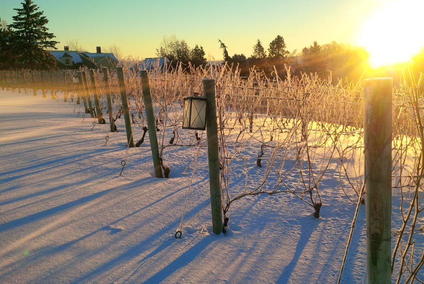 In order to successfully harvest grapes for ice wine production, the grapes need to be naturally frozen on the vines and the temperature must be -8°C or colder at the time of harvest.