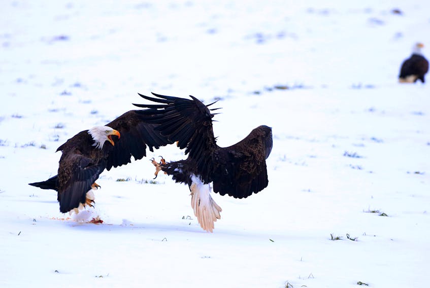 Bald eagles battle for chicken scraps. ADRIAN JOHNSTONE
