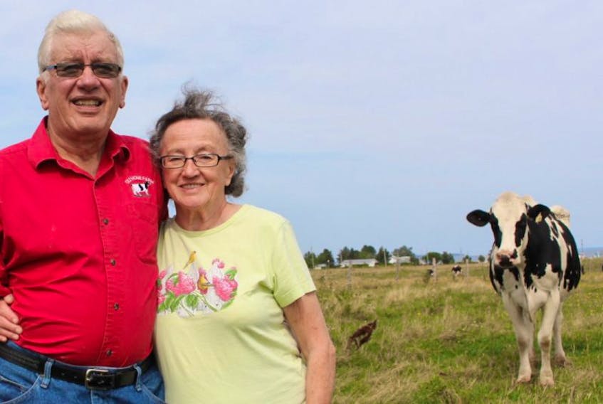 Smith Gunning, left, and wife Marjorie, in their pasture as a cow slowly approaches. The owners of Old Home Farm said goodbye to half of their herd on Friday after selling the cows and milk quota to a farm in the Western end of the Island.