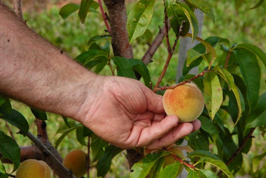 Barry Balsam has recently brought peaches to P.E.I. They will be available the second week of Sept.
