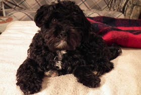 Cooper, a four-year-old poodle-Yorkie mix was killed after becoming stuck in an animal trap on Monday, Dec. 12.