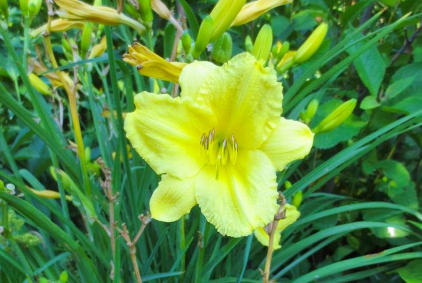 “Happy Returns” are a daylily that is so vigorous and long lived that it might outlast us.
