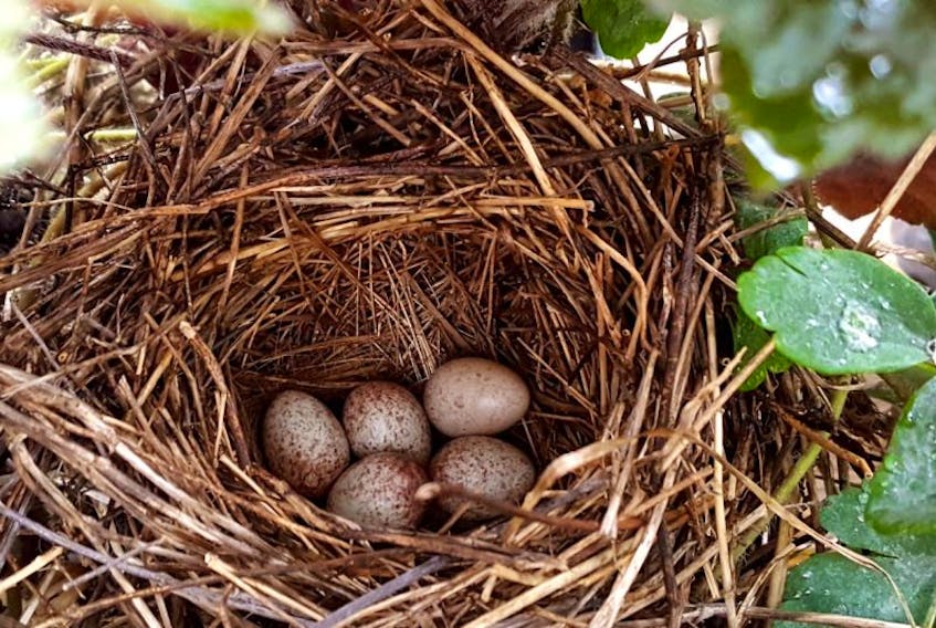 Hidden under the shade of large lush leaves and bell shaped blooms are five tiny brown-speckled eggs that belongs to a swallow family.