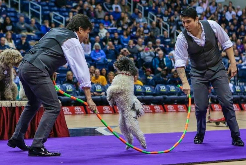 The Olate Dog Show is coming to the Harbourfront Theatre Aug. 15. The father-son duo and their clan of canines won America's Got Talent in 2012.