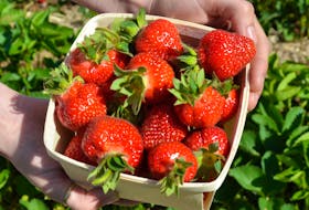 On June 18, office manager Keshia Stacey picked the first quart of strawberries at Webster Farms Ltd. in Cambridge. KIRK STARRATT