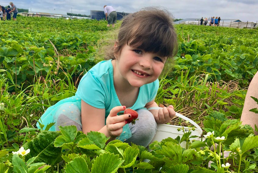 Five-year-old Diana Hounsell fills a bucket with fresh strawberries at Lester's Farm in St. John's with her mother, Mary Ann Hounsell, on Tuesday, the opening day of the farm’s strawberry U-pick. ROSIE MULLALEY•THE TELEGRAM