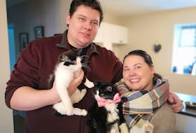 Ryan Williams and Brittany Farrell adopted the bow-tie-wearing, asthmatic cat, Henry (right), in September. So it was a no brainer for the SPCA when the couple applied to adopt Pickles (left), a special-needs cat born with a rare condition called tiblia hemimelia, which means his back legs didn't grow a tibia bone. Andrew Waterman/The Telegram