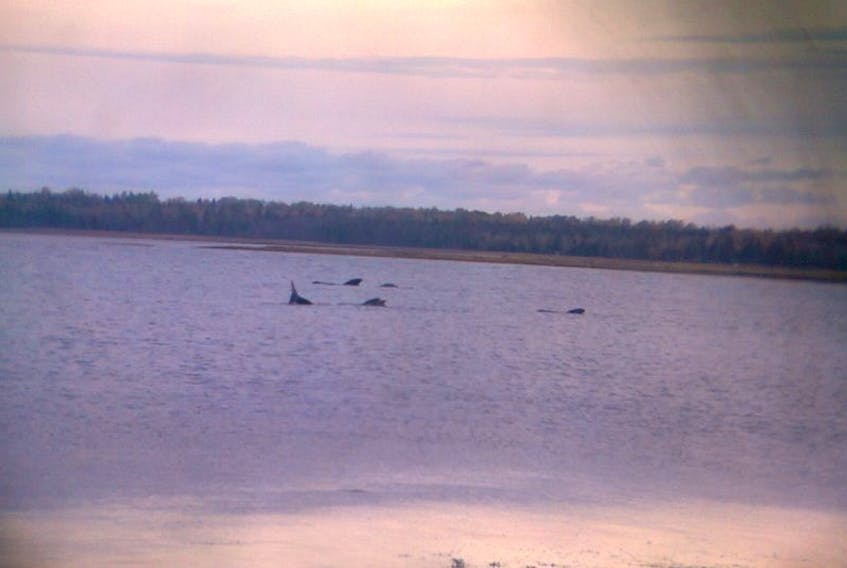 Stranded pilot whales near Linkletter. Submitted photo