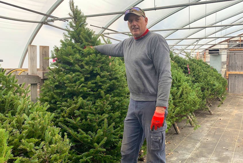 Kevin Elworthy of Elworthy's Nature in Bloom Greenhouse shows one of the Christmas trees he sells at his George Street business. Chris Connnors/Cape Breton Post