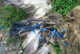 A seabird entangled in plastic. The “Drowning in Plastic” report said 90 per cent of seabird species studied had ingested plastics. The report said some birds mistake plastic for prey, or eat fish that have consumed plastic. It said microplastics in the ocean may now outnumber zooplankton, the tiny creatures that make up an essential part of the marine food web. -CONTRIBUTED PHOTO BY OCEANA CANADA