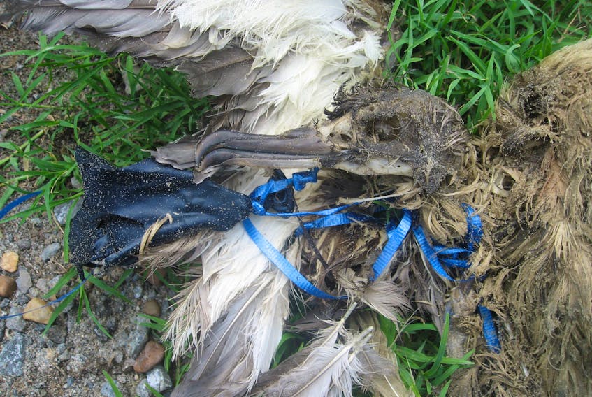A seabird entangled in plastic. The “Drowning in Plastic” report said 90 per cent of seabird species studied had ingested plastics. The report said some birds mistake plastic for prey, or eat fish that have consumed plastic. It said microplastics in the ocean may now outnumber zooplankton, the tiny creatures that make up an essential part of the marine food web. -CONTRIBUTED PHOTO BY OCEANA CANADA