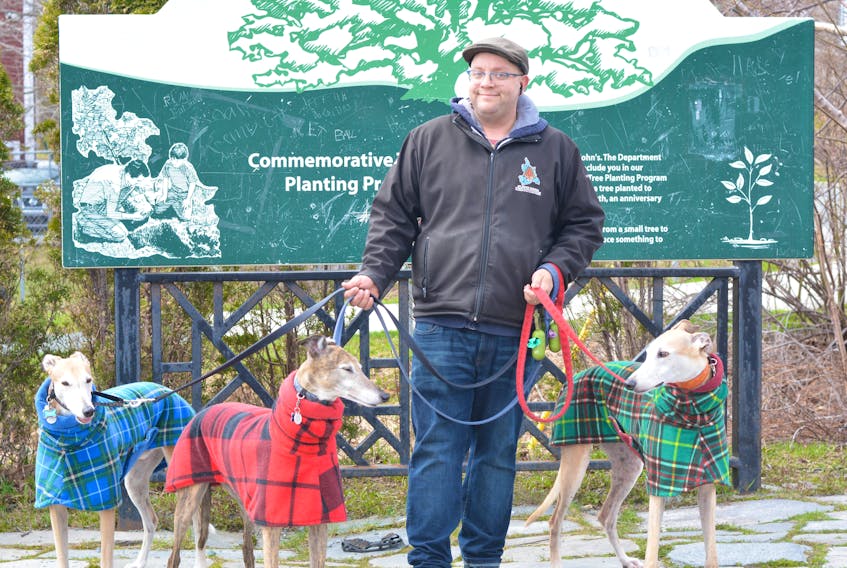Ed Hartling got in a walk at Bowring Park early Monday morning with his greyhound dogs (from left) Doctor, Deano and Strax. BARB SWEET/THE TELEGRAM
