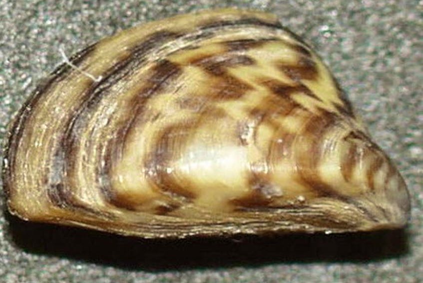 Travel restrictions linked to the COVID-19 pandemic might help British Columbia defend against invasive mussels, but the province is taking no chances as it works to keep the creatures out of B.C. waterways. An invasive zebra mussel is pictured. 