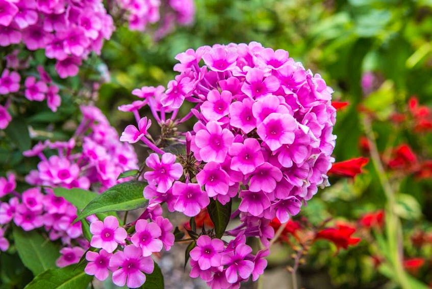 Old garden phlox plants can be refurbished and given a fresh start.