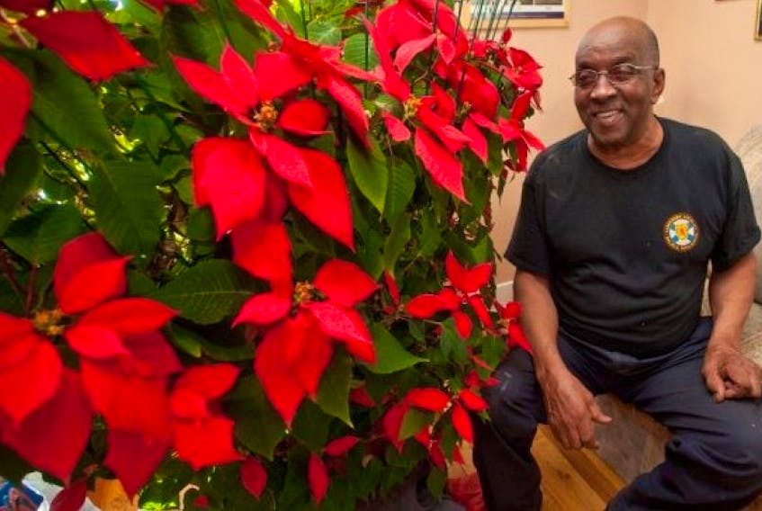 Frankie Allison looks over a massive poinsettia plant at his Hammonds Plains home on Jan. 5. He believes it is his wife's spirit that has resulted in the plant's spectacular and unusual growth.