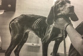 This photo of one of Robert Picco's beagles was submitted as evidence in his animal cruelty trial. Picco was acquitted Monday, with the judge ruling he hadn't acted wilfully to cause the dogs pain, suffering or neglect.