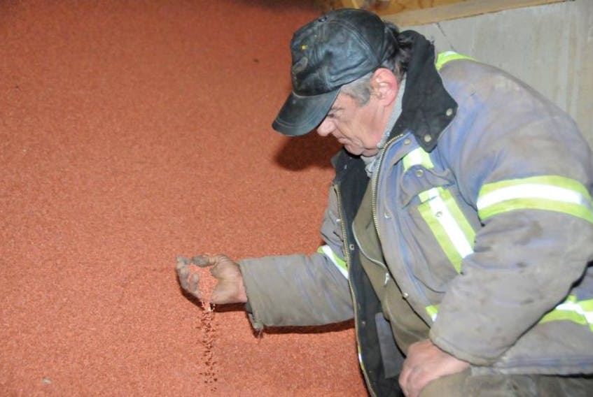 <p>Rick Albert, assistant foreman at P.E.I. Agromart in Travellers Rest, runs his hands through a huge pile of potash at the fertilizer plan. The company has, for many years, bought its potash from a mine near Sussex, N.B., but with its closure, local buyers of the mineral may have to start looking elsewhere.</p>
<p>&nbsp;</p>