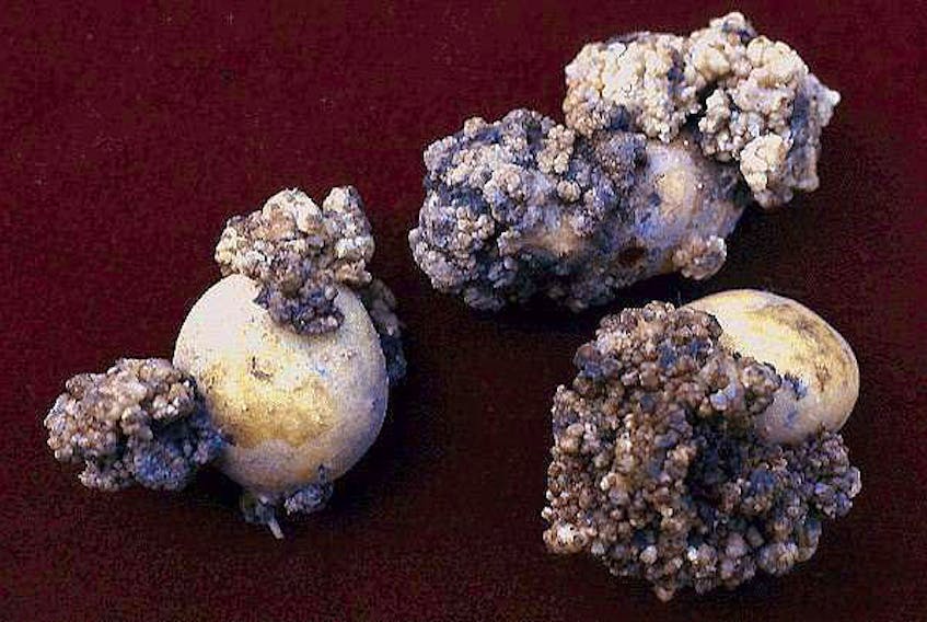 Potato wart fungus causes growths on tubers.  USDA-APHIS-PPQ photo.