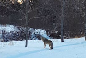 Contributed 
The Trout River Nature Trail in Prince County was temporarily closed this week after two walkers had a close encounter with a coyote. Wildlife officials say this is mating season for the animals and Islanders are more likely to encounter them this time of year. 