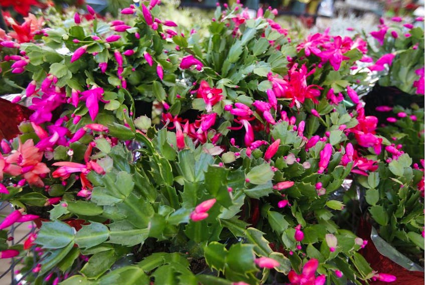 After Christmas cactus plant finishes blooming, provide a period of rest by watering only enough to keep it from shrivelling.