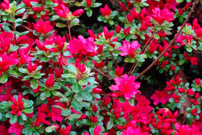 Azaleas are tricky to grow well in areas exposed to hot sun, which they can tolerate only if the soil is acidic, very well plumped with moisture-retaining organic matter, and kept consistently moist.