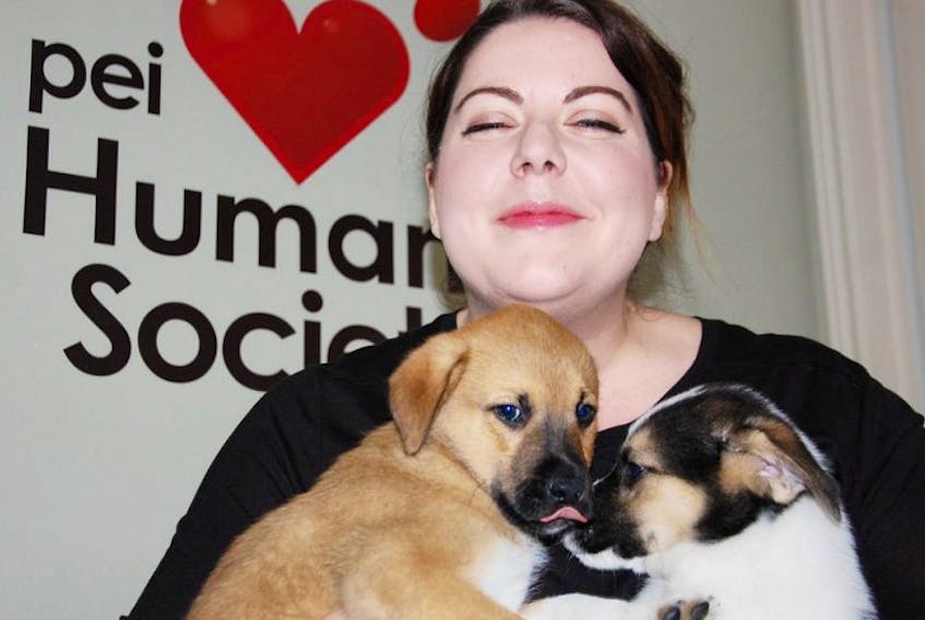 <p>There is plenty of puppy love these days at the P.E.I. Humane Society. Development co-ordinator, Jennifer Harkin, snuggles with Dustin and Tarnish - two of the 12 puppies seized by animal protection officers. The humane society is getting each of the puppies ready to be released to new homes.</p>
<p>&nbsp;</p>