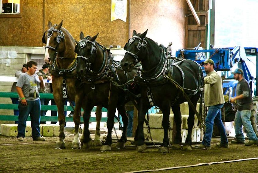 A popular event at the Queens County Fair is the horse pull.