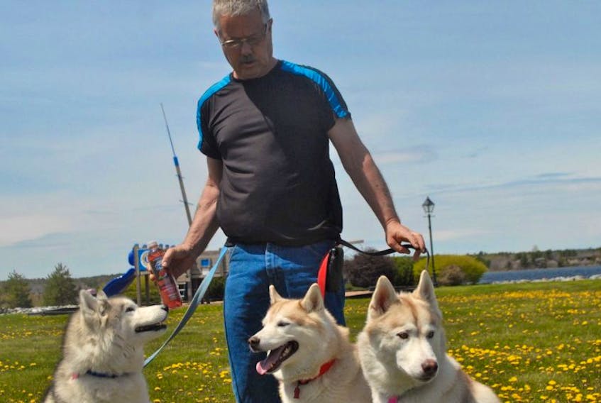Robert Wolfe, Liverpool’s “husky man” with, from left, Evander Holyfield, Whisper, and Redford, out for a walk in Privateer Park. Wolfe and his dogs are well-known around town.