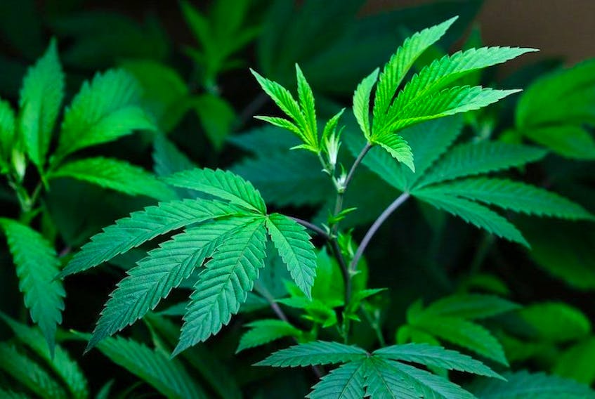 A proposed medical marijuana facility is expected to create up to 208 jobs in northern New Brunswick.