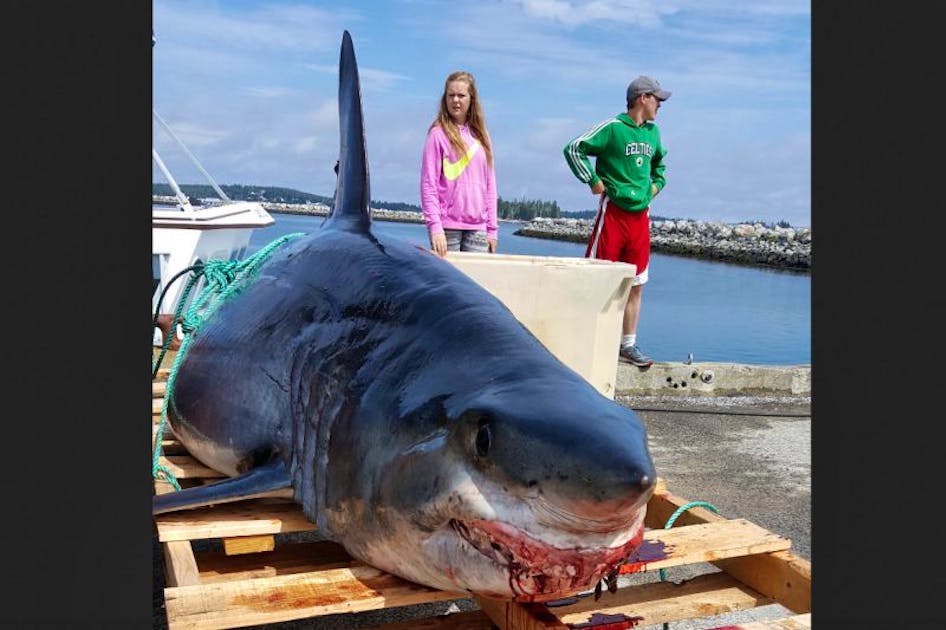 largest shark in the world caught